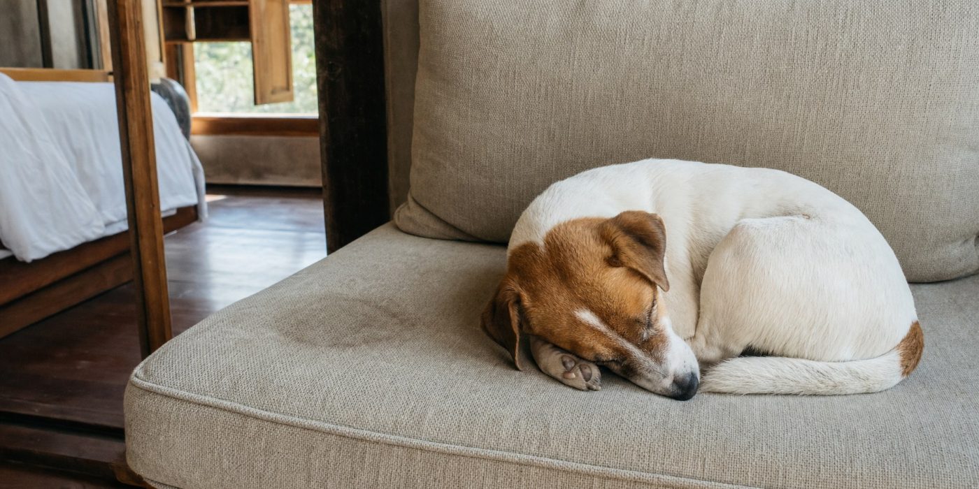 Urină de animale în tapițerie: cum o tratezi corect