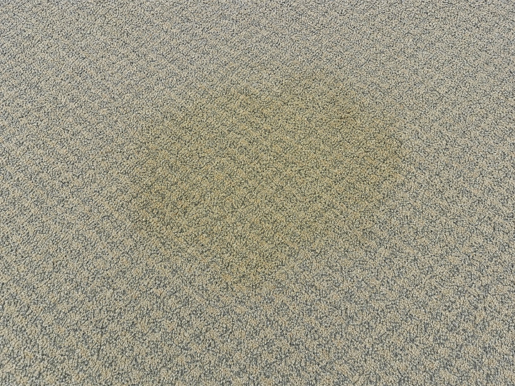 Pată veche de urină, gălbuie, pe o mochetă de hotel, înainte de tratamentul cu Urine Stain Remover PRO