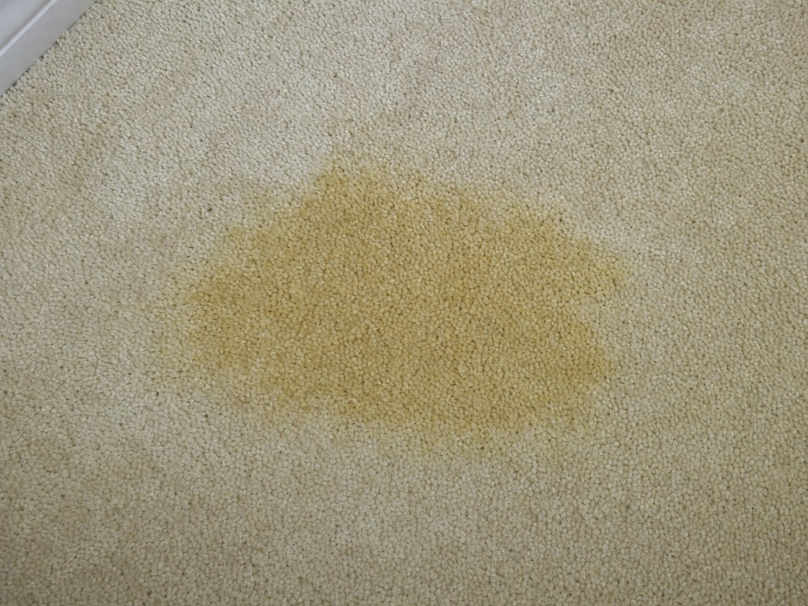 Pată de urină vizibilă pe o saltea, înainte de tratamentul cu Urine Stain Remover PRO